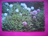 HOPCT 8831 -CARTE POSTALA BUJORI - FLORI -NECIRCULATA