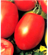Seminte tomate oval alungite RIO GRANDE foto