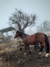 Vand cal si caruta foto