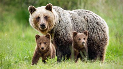 Fototapet de perete autoadeziv si lavabil Animal55 Ursoaica cu pui, 350 x 200 cm foto