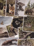 bnk crc Sammerwet - lot 92 fotografii cartonase colectie fauna