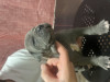 Pui amstaff, Royal Canin