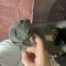 Pui amstaff