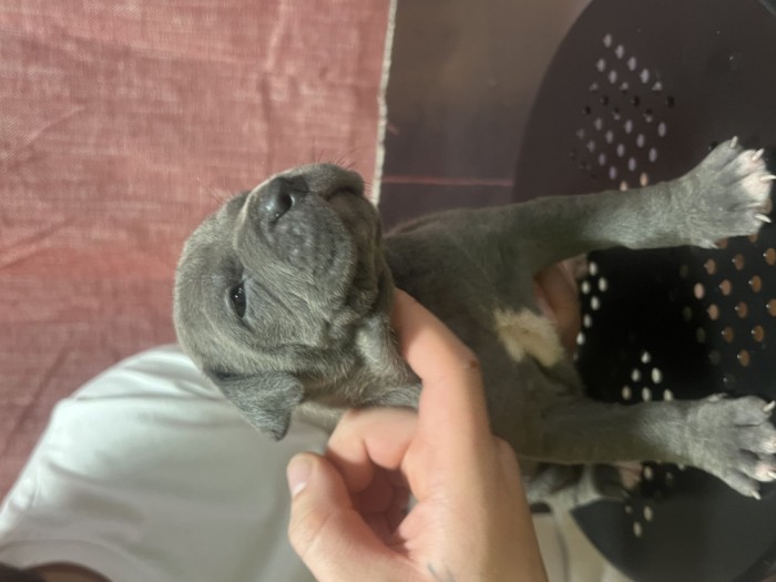 Pui amstaff