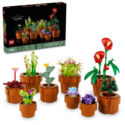 Plantute in ghiveci foto