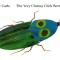 The Very Clumsy Click Beetle