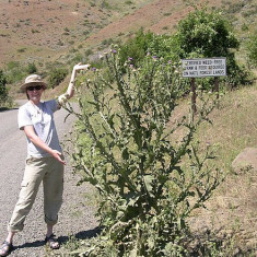 ONOPORDON ACANTHIUM - medicinala - 5 seminte pt semanat