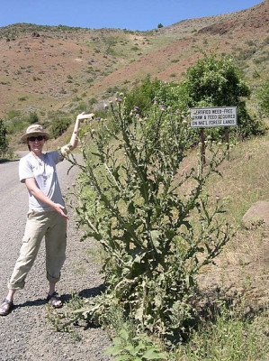 ONOPORDON ACANTHIUM - medicinala - 5 seminte pt semanat foto