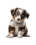 Cumpara ieftin Sticker decorativ Australian Shepherd Dog, Alb, 69 cm, 5552ST, Oem
