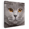 Tablou portret pisica British Shorthair Tablou canvas pe panza CU RAMA 60x60 cm
