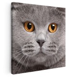 Tablou portret pisica British Shorthair Tablou canvas pe panza CU RAMA 60x60 cm