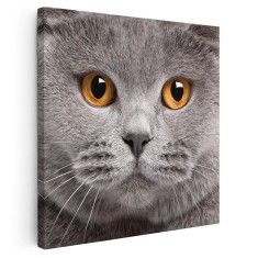 Tablou portret pisica British Shorthair Tablou canvas pe panza CU RAMA 30x30 cm