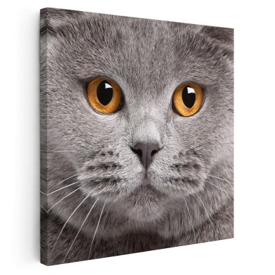 Tablou portret pisica British Shorthair Tablou canvas pe panza CU RAMA 60x60 cm foto