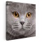 Tablou portret pisica British Shorthair Tablou canvas pe panza CU RAMA 60x60 cm