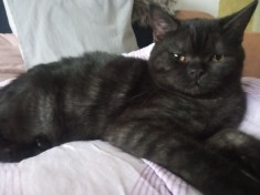 Pisica British shorthair foto