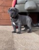Cane corso pui Blue