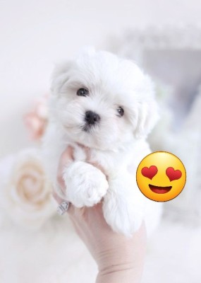 Bichon maltez mini toy foto