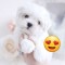 Bichon maltez mini toy