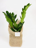 Planta interior Zamioculcas Zamifolia sac | Plante Cadou