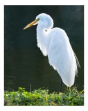 Tablou Canvas, "Egreta albă &icirc;n lumina dimineții", Egret, Elegance, Plumage, Reflection, Nature, 26 x 39 cm, CMCLASS