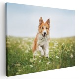 Tablou caine Border Collie in natura Tablou canvas pe panza CU RAMA 60x90 cm