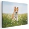 Tablou caine Border Collie in natura Tablou canvas pe panza CU RAMA 30x40 cm