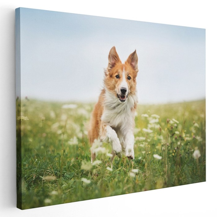 Tablou caine Border Collie in natura Tablou canvas pe panza CU RAMA 30x40 cm