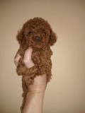 Poodle/Pudel miniatura