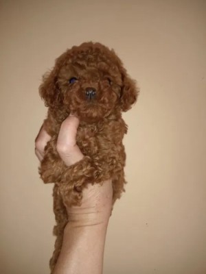 Poodle/Pudel miniatura foto