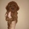 Poodle/Pudel miniatura