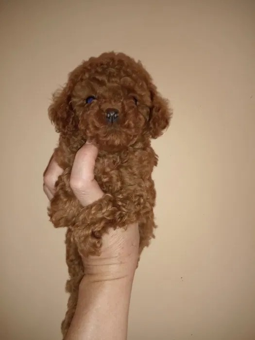 Poodle/Pudel miniatura