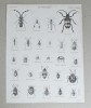 G Aikman &quot;Entomology&quot; gravura veche, Natura, Cerneala, Altul
