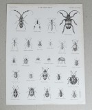 G Aikman &quot;Entomology&quot; gravura veche, Natura, Cerneala, Altul