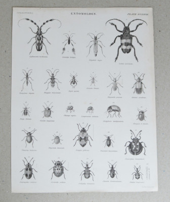 G Aikman &amp;quot;Entomology&amp;quot; gravura veche foto
