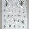 G Aikman &quot;Entomology&quot; gravura veche