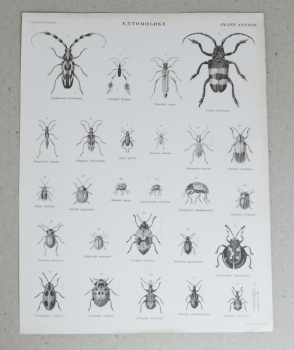 G Aikman &quot;Entomology&quot; gravura veche