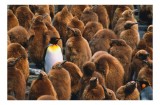 Tablou Canvas, "Pinguinul &icirc;mpărat &icirc;ntre pui de pinguin", Puf, Pinguin, Pene, Contrast, Grupa, Camuflaj, Pui, Culoare, Natură, Varietate, 39 x 26 cm, C