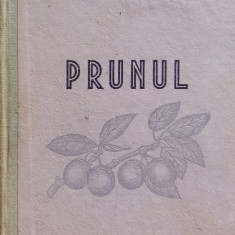 Prunul - N. Constantinescu Popa Porfire ,559656