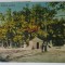 BRAILA , GRADINA PUBLICA , CARTE POSTALA , 1925