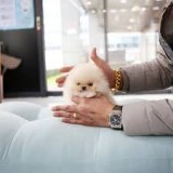 Pomeranian teacup boo, Royal Canin