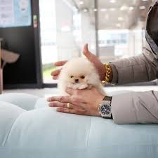 Pomeranian teacup boo