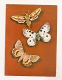 RF143 - Carte Postala - Fluturi de noapte, piese din colectia Museului Suceava, necirculata