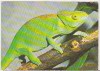Bnk cp Fauna - cameleon - necirculata, Germania, Printata