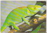bnk cp Fauna - cameleon - necirculata