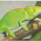 bnk cp Fauna - cameleon - necirculata