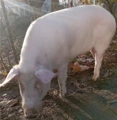 Porc de vanzare foto
