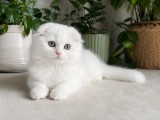 Pisicuță albă Scottish Fold Longhair, cu Pedigree