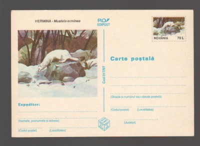 CPIB 20794 CARTE POSTALA - HERMINA - MUSTELA ERMINEA foto