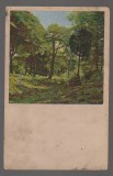 CPIB 20846 CARTE POSTALA, FELICITARE - PEISAJ, PADUREIM BUCHENWALD, 1904, Circulata, Printata