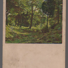 CPIB 20846 CARTE POSTALA, FELICITARE - PEISAJ, PADUREIM BUCHENWALD, 1904